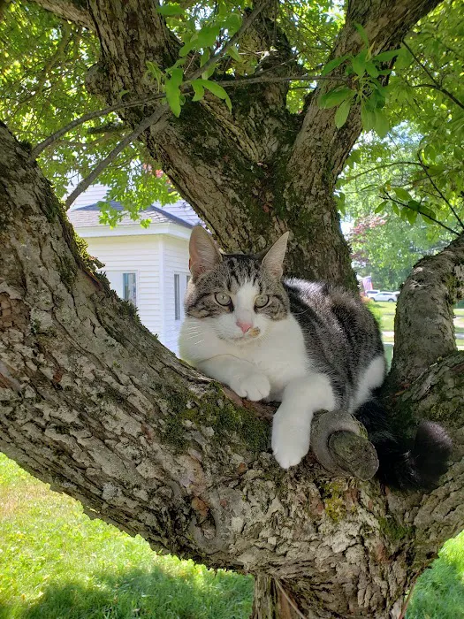 South St Veterinary Services Picture 9