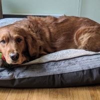 Hilltowns Veterinary Clinic ico