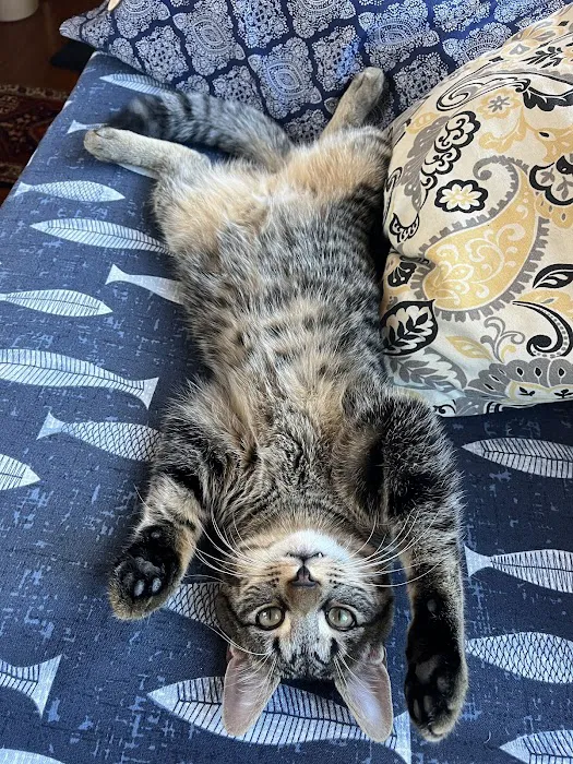 Hilltowns Veterinary Clinic Picture 2