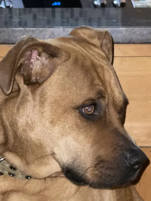 Hilltowns Veterinary Clinic Picture 7