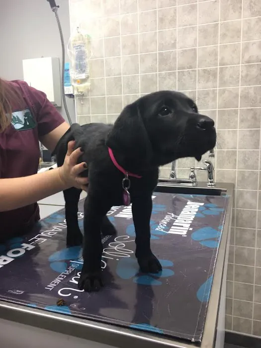 Wood Hill Veterinary Clinic Picture 9