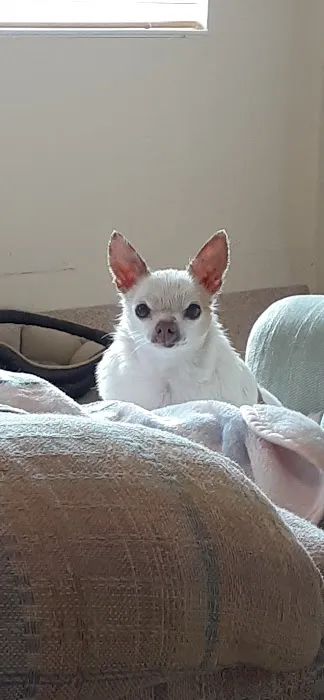 Debbie's Pet Boutique Picture 3