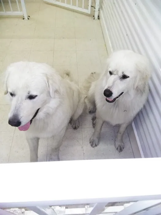 Debbie's Pet Boutique Picture 6