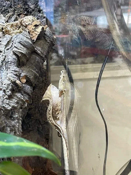 pintos pet shop Picture 7