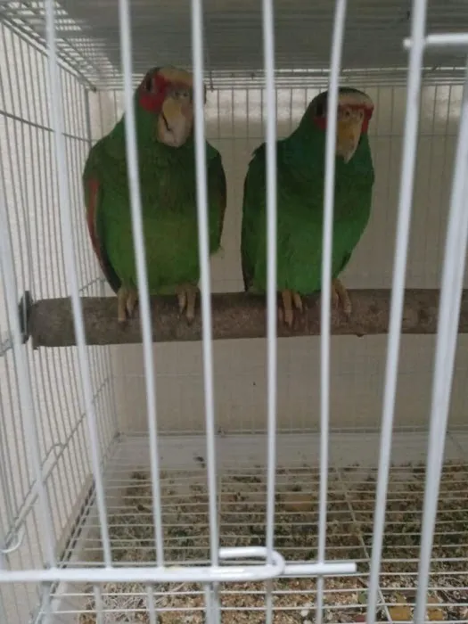 pintos pet shop Picture 5