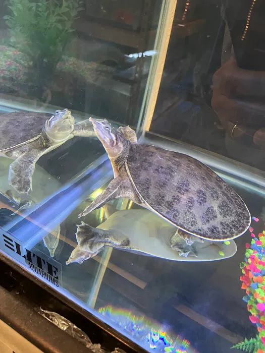 pintos pet shop Picture 9