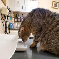 Hudson Veterinary Clinic ico