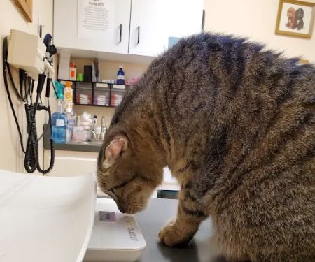 Hudson Veterinary Clinic