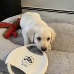 Better Lives Animal Hospital / Dr. Edward Decort