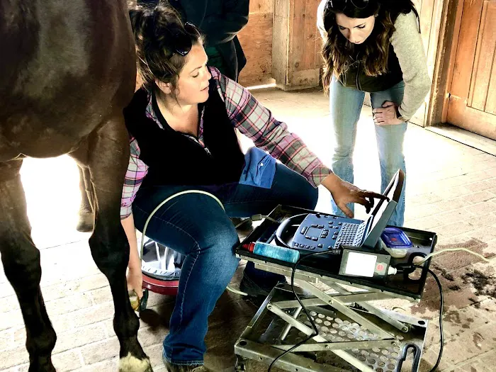 Cavallo Veterinary Services - Andrea Sotela, DVM Picture 1