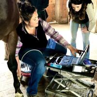 Cavallo Veterinary Services - Andrea Sotela, DVM ico