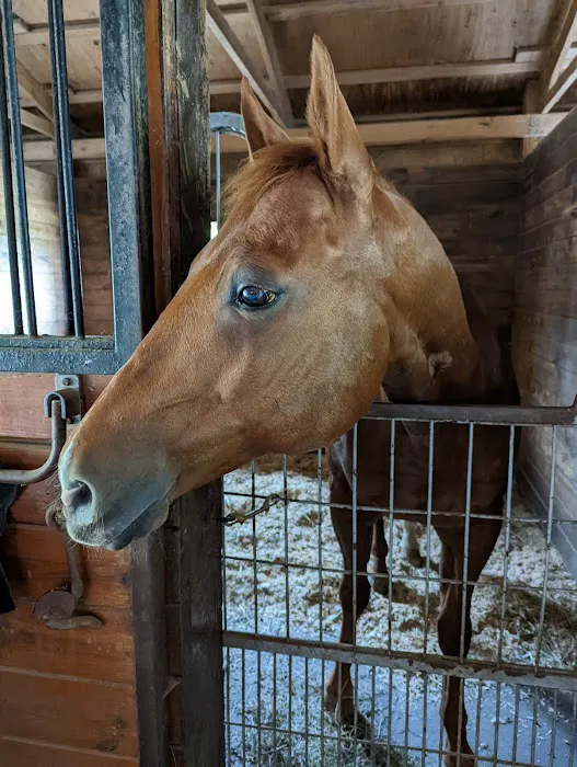 Rhinebeck Equine, LLP Picture 5