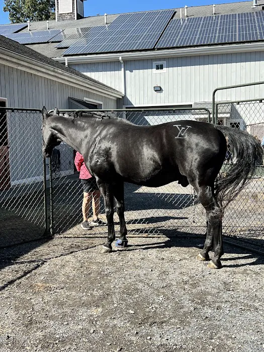 Rhinebeck Equine, LLP Picture 8