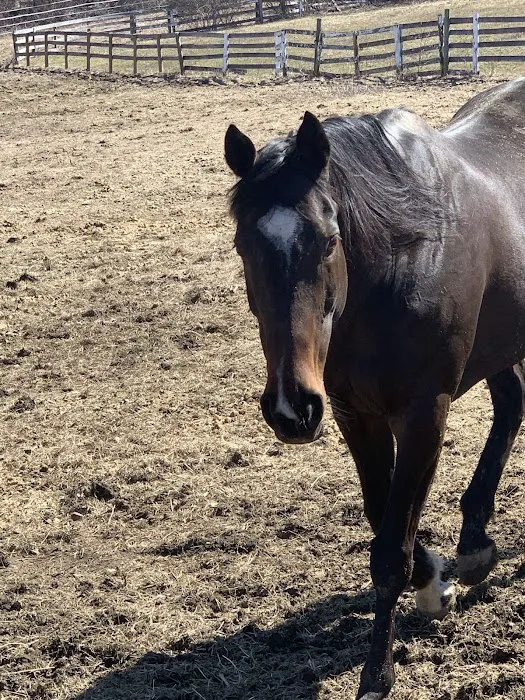 Rhinebeck Equine, LLP Picture 6