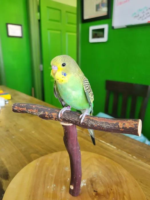 Parrotopia Picture 1