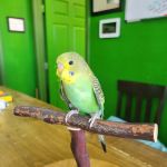 Parrotopia