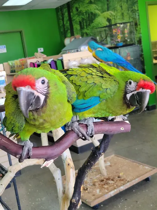 Parrotopia Picture 5