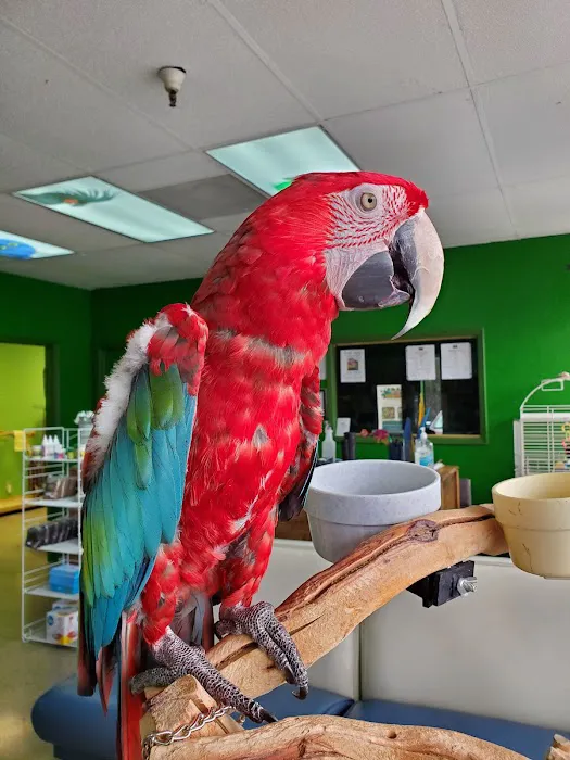 Parrotopia Picture 9