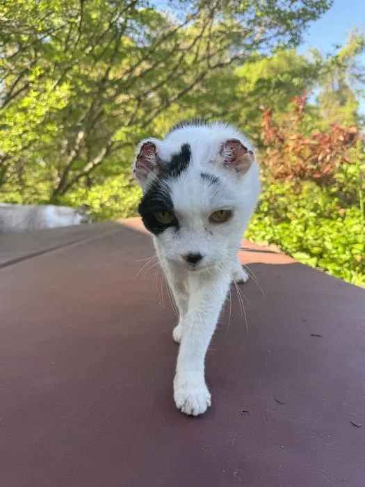 Roundtop Animal Hospital Picture 1