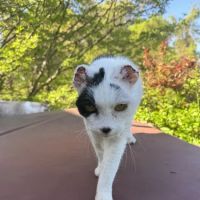 Roundtop Animal Hospital ico