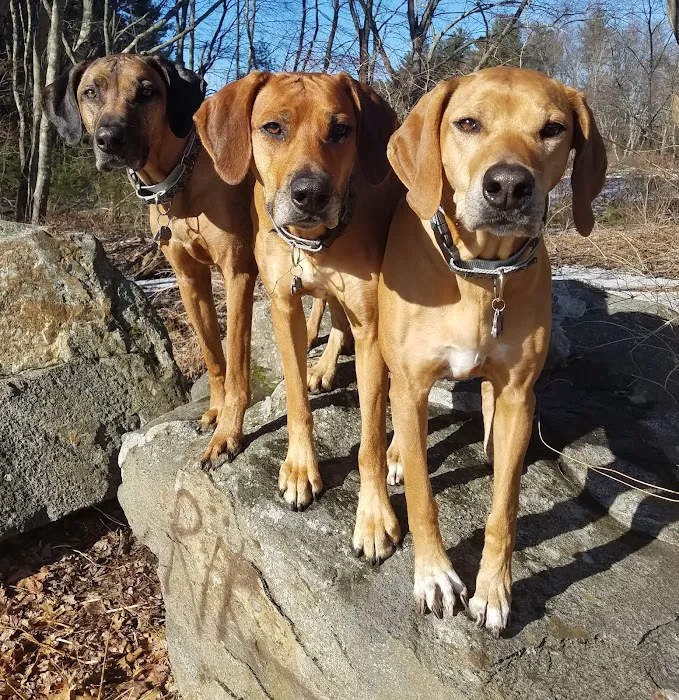 Hollis Veterinary Hospital Picture 10