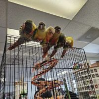 Chesty's Family Pets ico