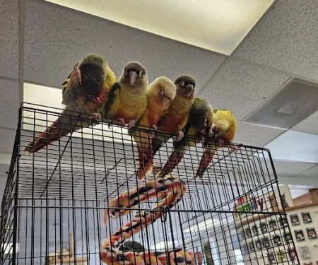 Chesty's Family Pets