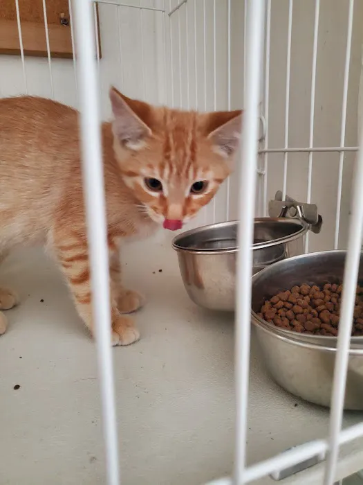 Chesty's Family Pets Picture 5