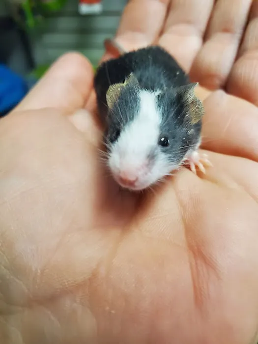 Chesty's Family Pets Picture 4