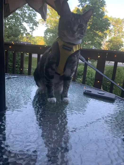 The Cat Doctor of Nashua Picture 8