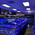 Your Reef Aquarium