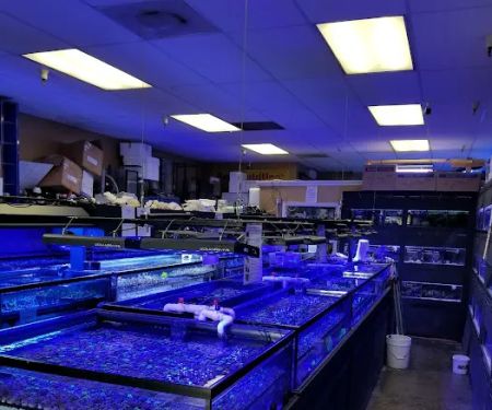 Your Reef Aquarium