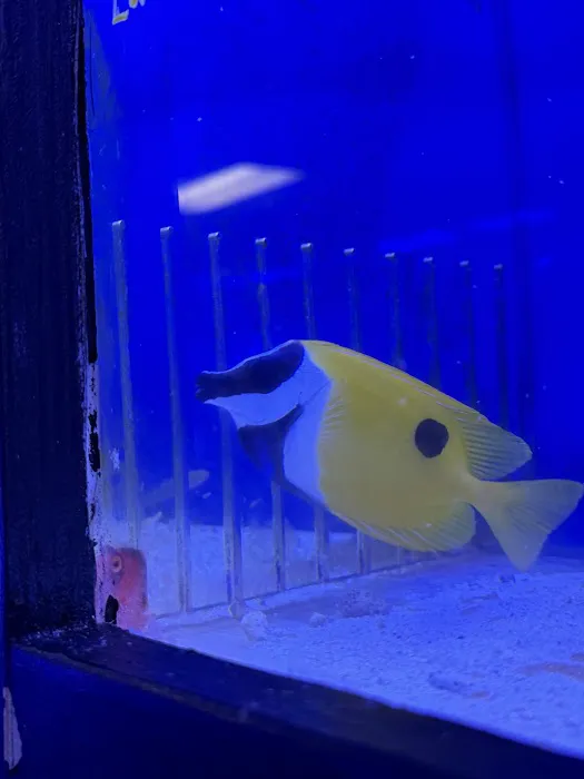 Your Reef Aquarium Picture 5