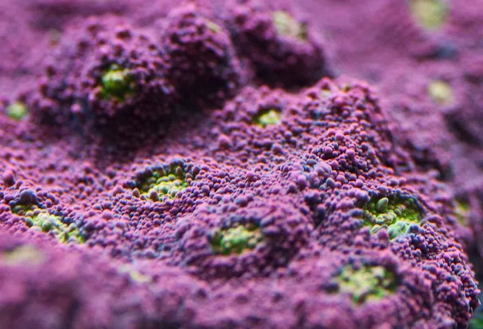 Your Reef Aquarium Picture 3