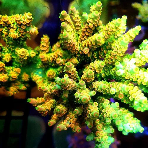 Your Reef Aquarium Picture 6