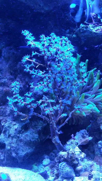 Your Reef Aquarium Picture 9