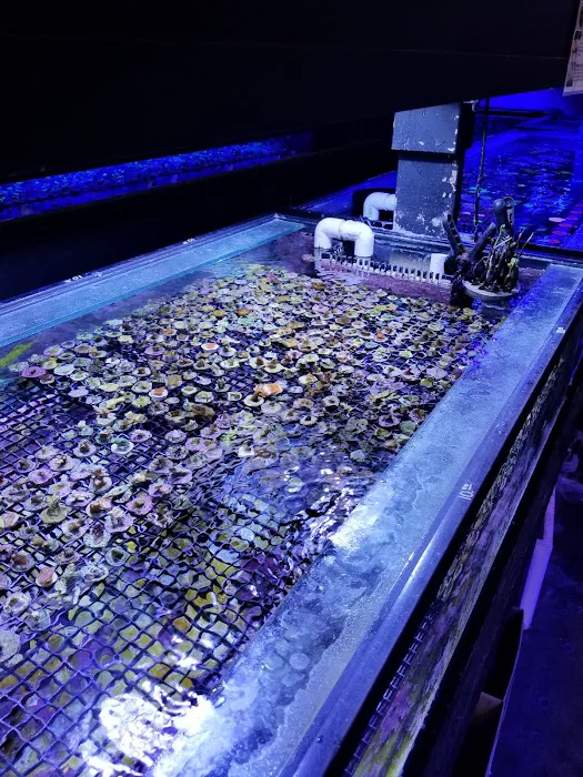 Your Reef Aquarium Picture 7