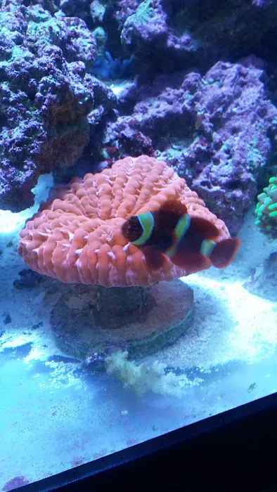 Your Reef Aquarium Picture 10