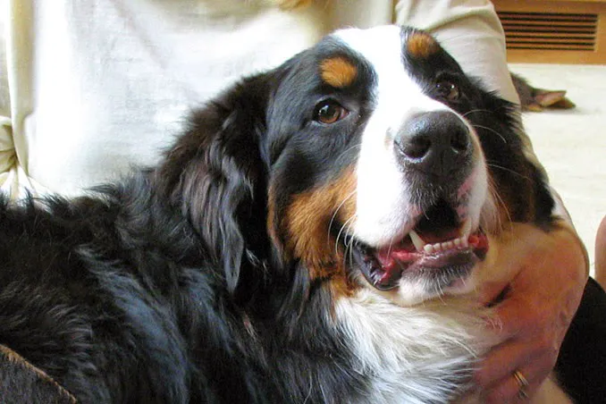 Holistic Animal Wellness - Veterinary Care Picture 2