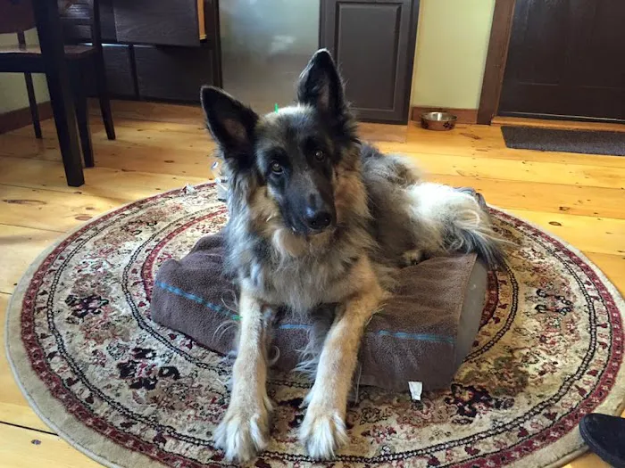 Holistic Animal Wellness - Veterinary Care Picture 1