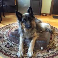 Holistic Animal Wellness - Veterinary Care ico