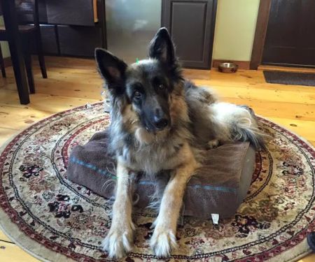 Holistic Animal Wellness - Veterinary Care