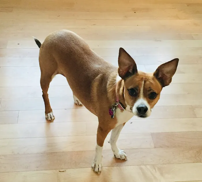 Holistic Animal Wellness - Veterinary Care Picture 4