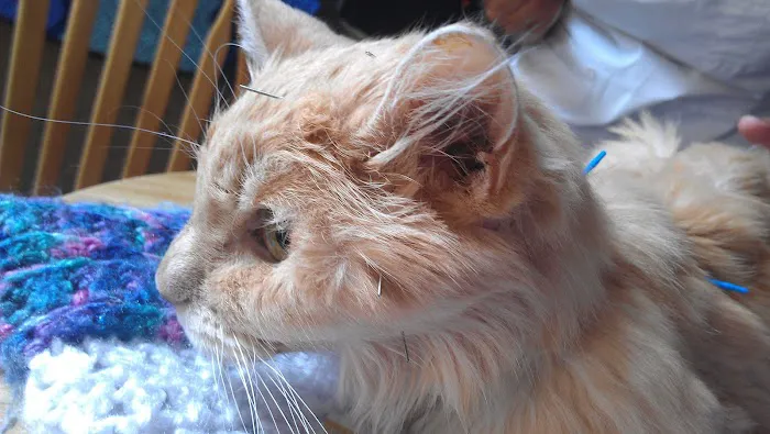 Holistic Animal Wellness - Veterinary Care Picture 5