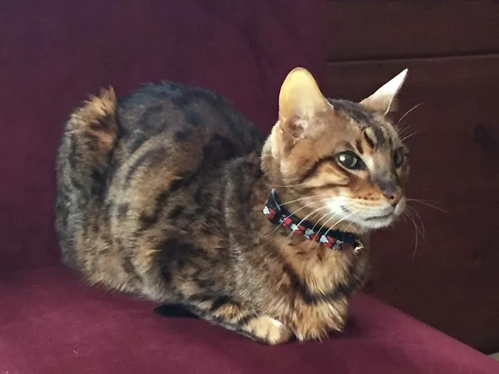 Holistic Animal Wellness - Veterinary Care Picture 7