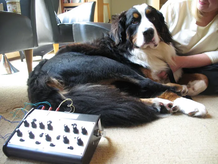 Holistic Animal Wellness - Veterinary Care Picture 6