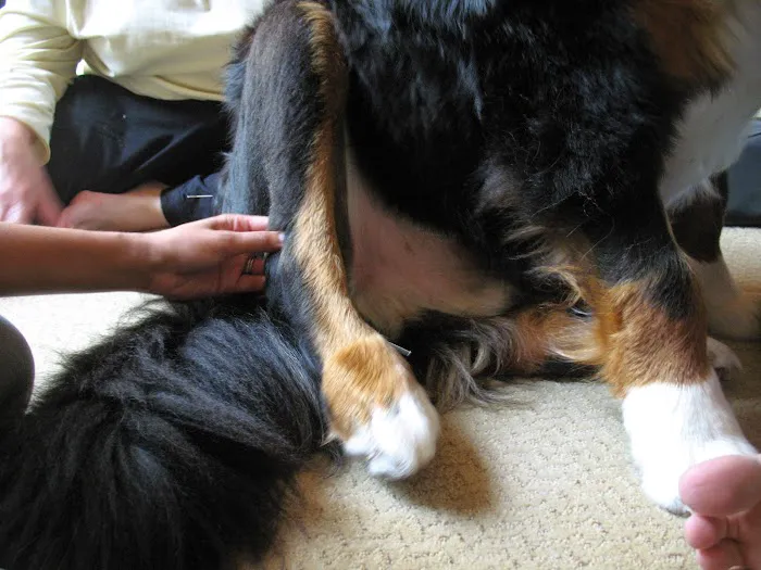 Holistic Animal Wellness - Veterinary Care Picture 9