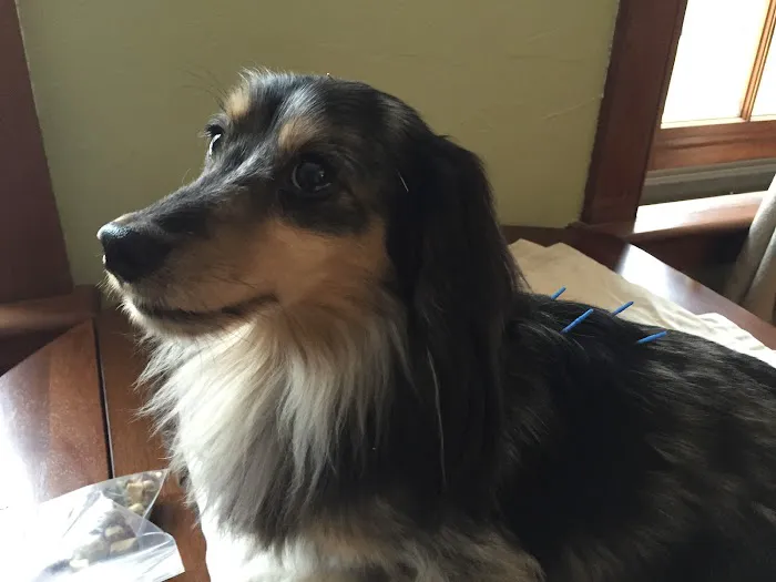 Holistic Animal Wellness - Veterinary Care Picture 10