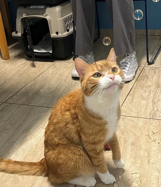 Weare Animal Hospital Picture 4