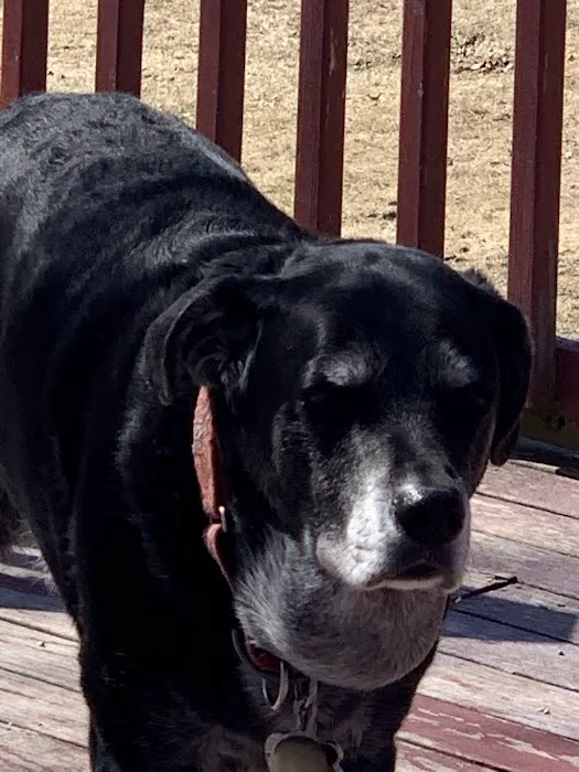 Weare Animal Hospital Picture 8